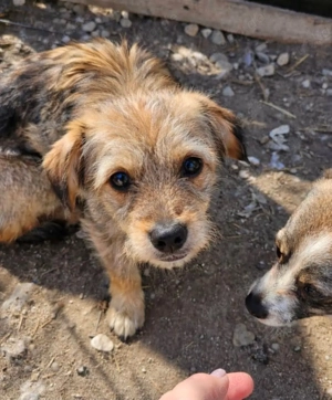 Wer zeigt Ceviche die Welt?