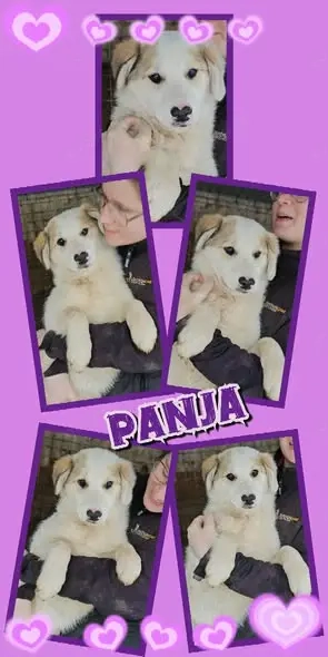 wunderschönes, junges, liebes Hundemädchen "Panja" hast Du ein Körbchen frei für mich ?