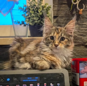 Meine Coon Kätzchen 