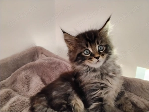 Maine coon Kitten Mädel reinrassig sucht liebe Familie 