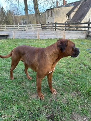 Deckrüde Boxer 
