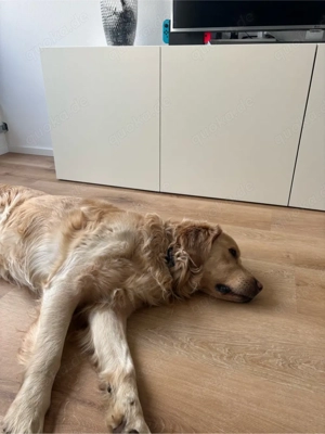 Vermittlung für einen wunderschönen Rüden