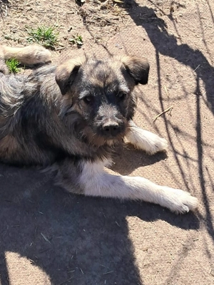 Pavel, kleiner Hundemann sucht seine Menschen 