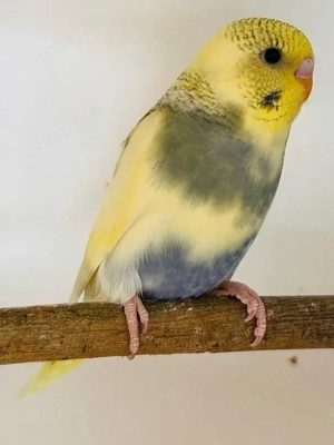 Nestjunge Wellensittiche abzugeben