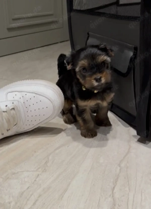 Yorki Welpen , Yorkshire 