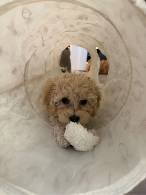 Maltipoo Welpe    3 Monate, Mädchen