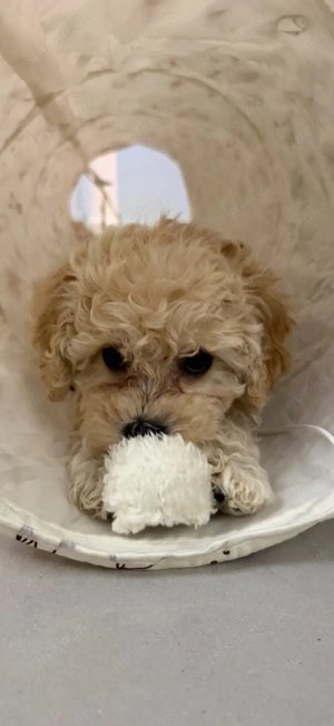 Maltipoo Welpe    3 Monate, Mädchen