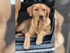 Labradorwelpen in foxred und gelb Bild 4
