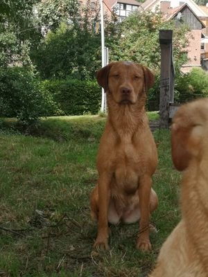 Labradorwelpen in foxred und gelb Bild 5