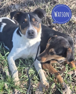 Watson, ein Traumhund, Ratonero Bodeguero Andaluz wahrscheinlich