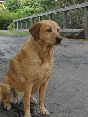 Labradorwelpen in foxred und gelb Bild 8