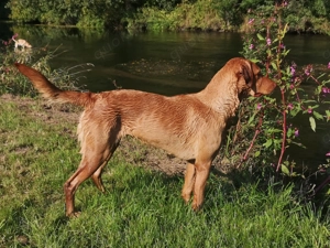 Labradorwelpen in foxred und gelb Bild 9