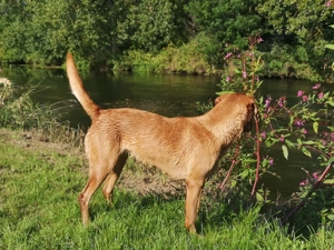 Labradorwelpen in foxred und gelb Bild 12