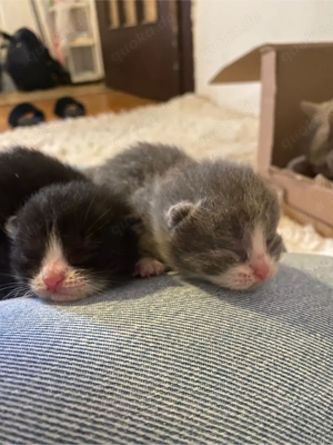 letztes BKH Kitten mit Stammbaum 