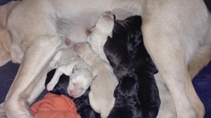 Labradorwelpen in foxred und gelb Bild 6