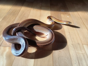 Kornnatter Männchen ca 8 Jahre 