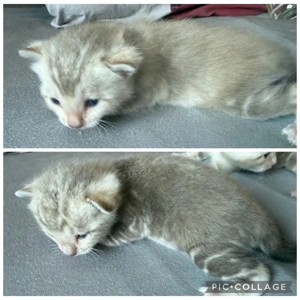 Bengal kitten Snow Mink Marbled Mit Stammbaum 