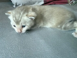 Bengal kitten Snow Mink Marbled Mit Stammbaum 