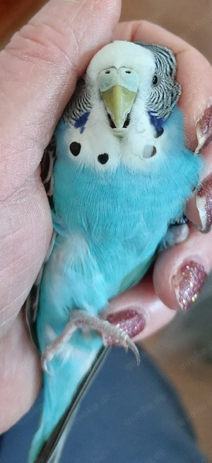 Wellensittiche super zahm 10 momate alt Weibchen.