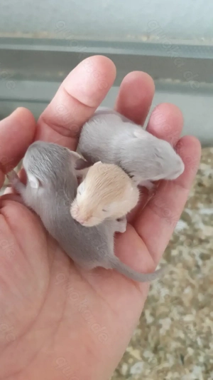 Mongolische Wüstenrennmäuse Nachwuchs Weibchen Gerbils ab April Rennmaus