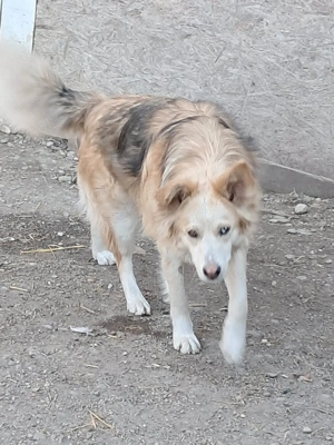 Ronja, sanftes Wesen sucht Menschen mit Herz Bild 7