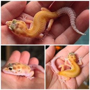 Leopardgecko weibchen 