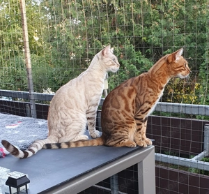 Suche Betreuung bei Privat oder Katzenpension in Pforzheim und Umgebung