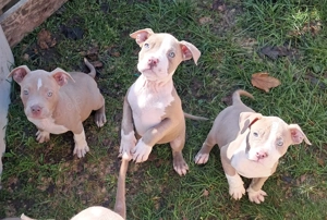 American Bully Welpen suchen ein tolles Zuhause
