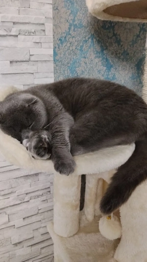 Kater britisch Kurzhaar  Bild 2