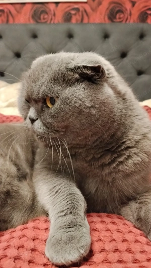 Kater britisch Kurzhaar  Bild 3