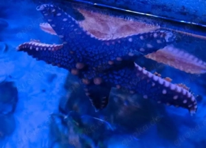 Meerwasser Seestern abzugeben