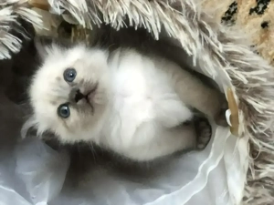 Heilige Birma   Neva Masquarade Käterchen