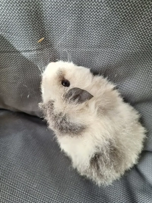 Meerschweinchen Mädels