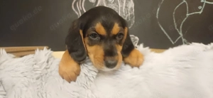 Wunderschöne  Brackenwelpen , Hund