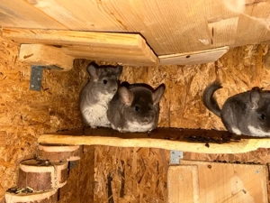 chinchilla weibchen 
