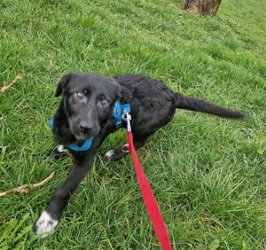 Welpe Gustl, wird ca 35 cm, kinderlieb