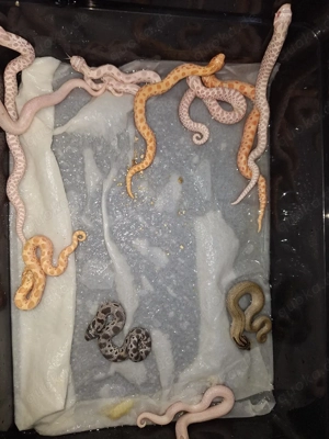 Biete Heterodon nasicus morphen 