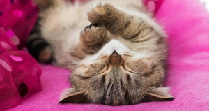 Suche  neues Familienmitglied Katze, Kater , Kitten  