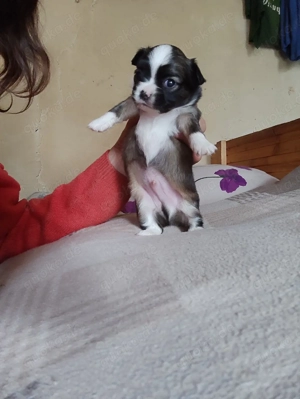 Meine Polonka hat drei Welpen 