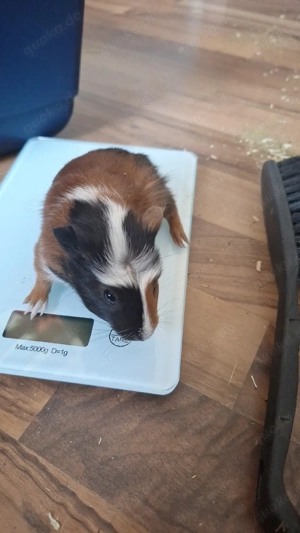 Verkaufe Meerschweinchen