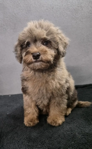 Wunderschöne Toy zwerg  pudel  Welpen 