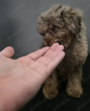 Wunderschöne Toy zwerg  pudel  Welpen 