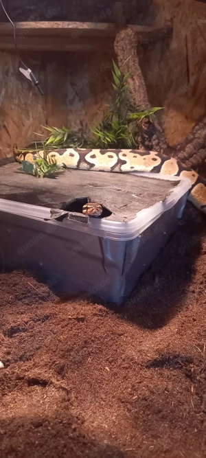 2.0 Königspython 22 & 23 abzugeben - Regius