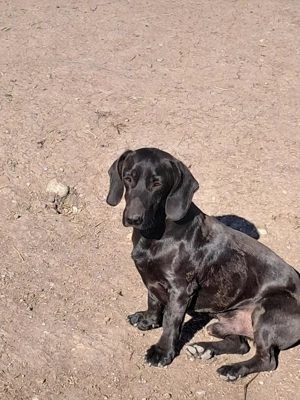 Louis, klein, schwarz, zutraulich sucht Zuhause