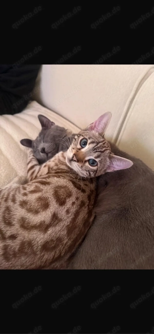 Bengal Katze russisch Blau Kater