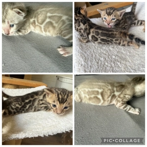 Reinrassige Bengal kitten Braun Tebby oder Snow Mink 