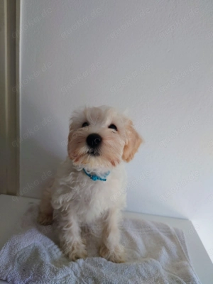 Zwergschnauzer Mix  Bild 3