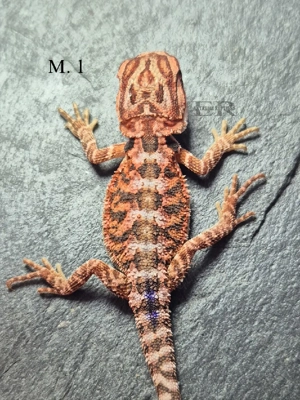 Bartagamen (Pogona vitticeps) M W