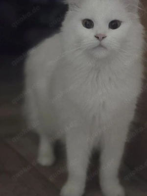 Weiße MainCoon Mix Katze 