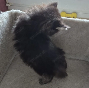 Bezaubernde Maine Coon Kitten ab Mai abzugeben nur noch 1 Katerchen 